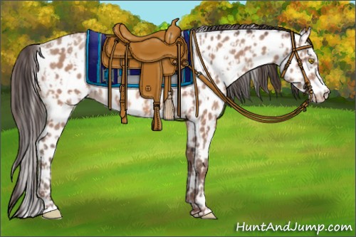 Horse Color:Amber Champagne Appaloosa  and Amber Champagne Appaloosa 