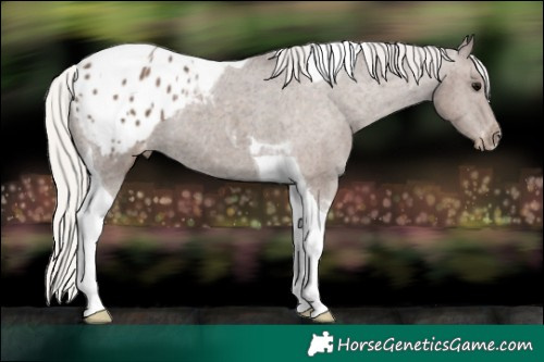 Horse Color:Silver Black Tobiano Appaloosa 