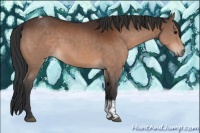 Horse Color:Bay Tobiano Rabicano 