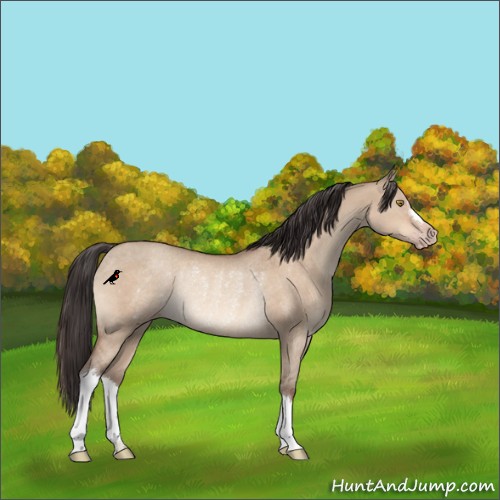 Horse Color:Sable Champagne Dun Rabicano