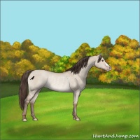 Horse Color:Classic Champagne Dun Rabicano