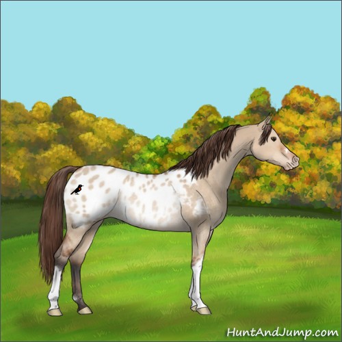 Horse Color:Bay Dun Appaloosa Rabicano