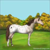 Horse Color:Bay Dun Appaloosa Rabicano 