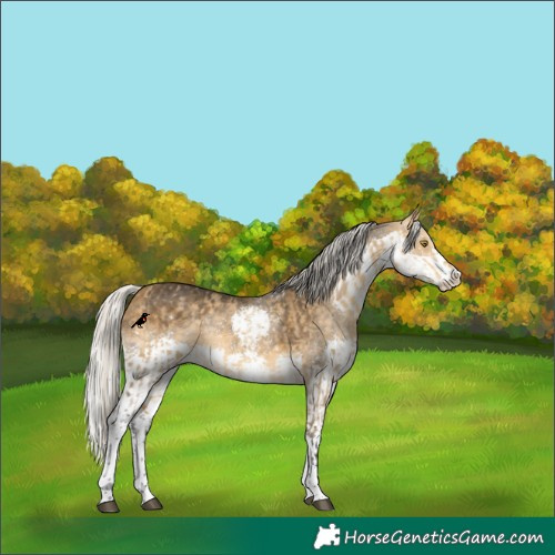 Horse Color:Silver Buckskin Dun Sabino Rabicano  and Silver Buckskin Splash Rabicano 
