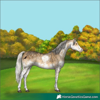 Horse Color:Silver Buckskin Dun Sabino Rabicano  and Silver Buckskin Splash Rabicano 