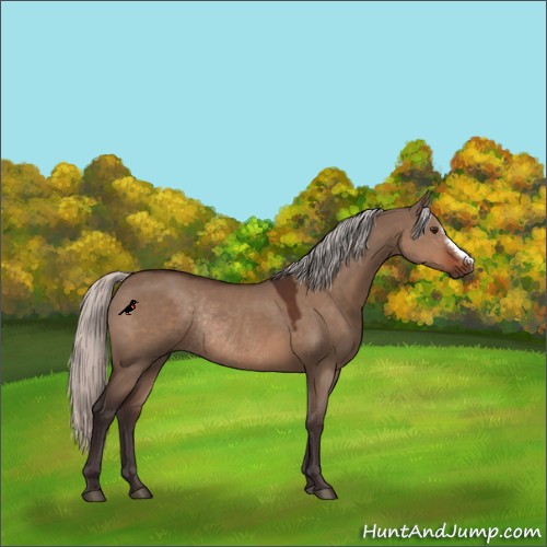 Horse Color:Silver Brown Dun Rabicano