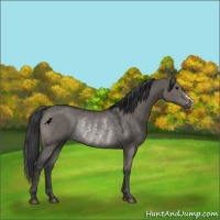 Horse Color:Grullo Rabicano 