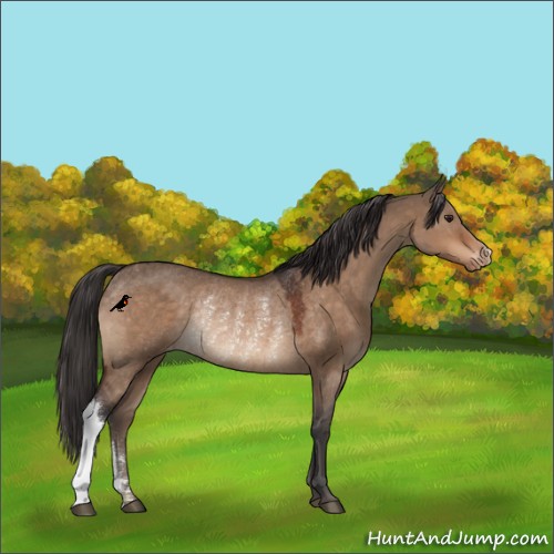 Horse Color:Brown Dun Appaloosa Rabicano 