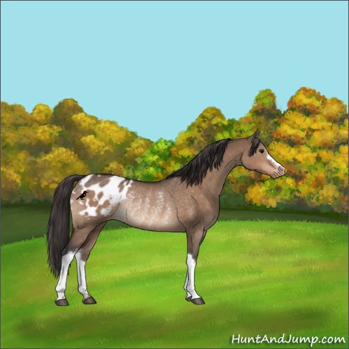 Horse Color:Brown Dun Blanket Rabicano 