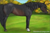 Horse Color:Brown Rabicano 