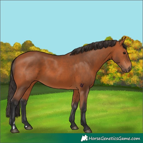 Horse Color:Bay 