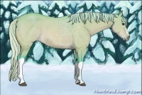 Horse Color:Watercolor Silver Bay Dun 