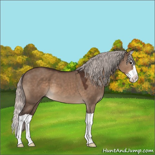 Horse Color:Silver Brown Dun Splash 