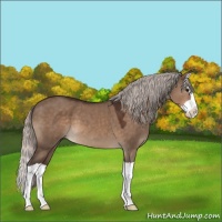Horse Color:Silver Brown Dun Splash 