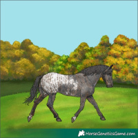 Horse Color:Gray Liver Red Dun Appaloosa  and Black Appaloosa 