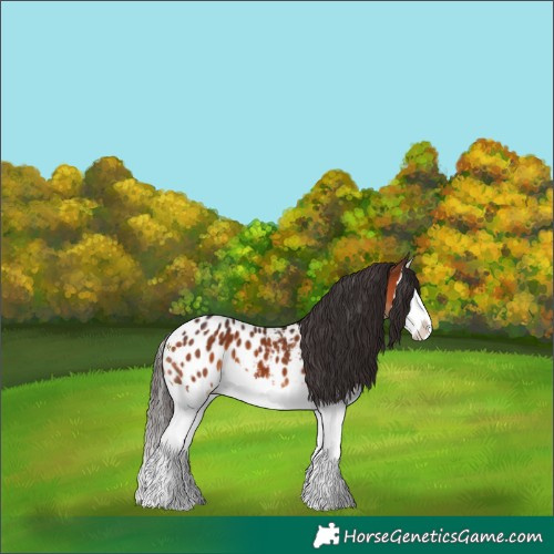 Horse Color:Bay Splash Appaloosa 