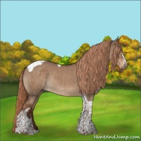 Horse Color:Liver Red Dun Tobiano Rabicano 