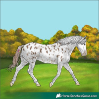 Horse Color:Liver Red Dun Tobiano Appaloosa Rabicano 
