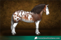 Horse Color:Bay Splash Appaloosa