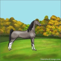 Horse Color:Grullo 