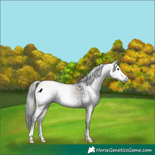 Horse Color:Gray Grullo Rabicano 