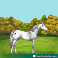 Horse Color:Gray Grullo Rabicano 