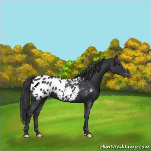 Horse Color:Blue Roan Appaloosa 