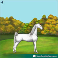 Horse Color:Gray Silver Brown Splash 