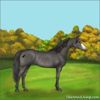 Horse Color:Grullo Appaloosa Rabicano 