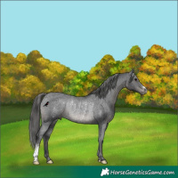 Horse Color:Black Varnish Rabicano 