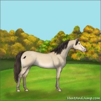 Horse Color:Sable Cream Champagne Dun 