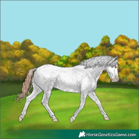 Horse Color:Chocolate Classic Champagne Roan Dun Tobiano Appaloosa 