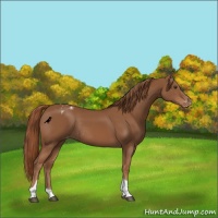 Horse Color:Chestnut Tobiano Appaloosa Rabicano 