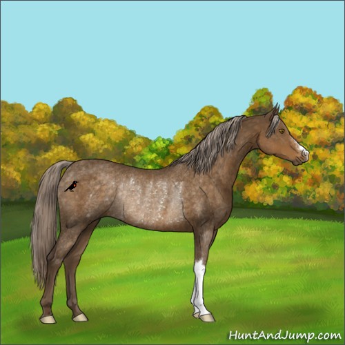 Horse Color:Chocolate Palomino Rabicano 