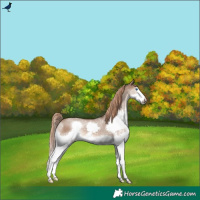 Horse Color:Liver Red Dun Splash Rabicano