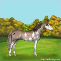 Horse Color:Liver Chestnut Splash