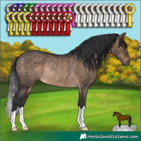 Horse Color:Brown Dun Rabicano 