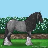 Horse Color:Blue Roan Tobiano 