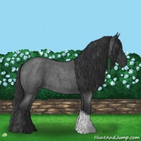 Horse Color:Blue Roan Tobiano