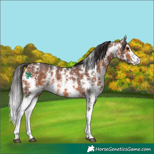 Horse Color:Bay Sabino Rabicano 