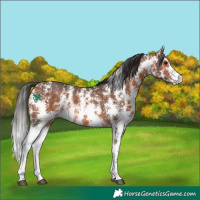 Horse Color:Bay Sabino Rabicano 