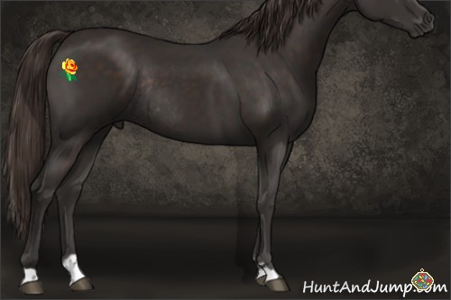 Horse Color:Liver Chestnut Sabino Rabicano 
