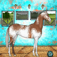 Horse Color:White Spotted Silver Bay 