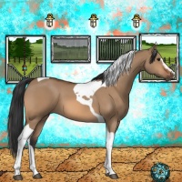 Horse Color:Bay Dun Sabino Tobiano 