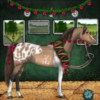 Horse Color:Bay Dun Sabino Tobiano Appaloosa 