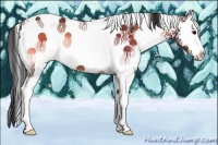 Horse Color:White Spotted Bay Onyx 