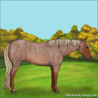Horse Color:Red Roan