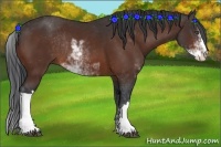 Horse Color:Bay Sabino Rabicano