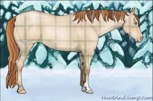 Horse Color:Plaid  Buckskin Pearl Dun 