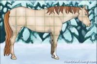 Horse Color:Plaid  Buckskin Pearl Dun 